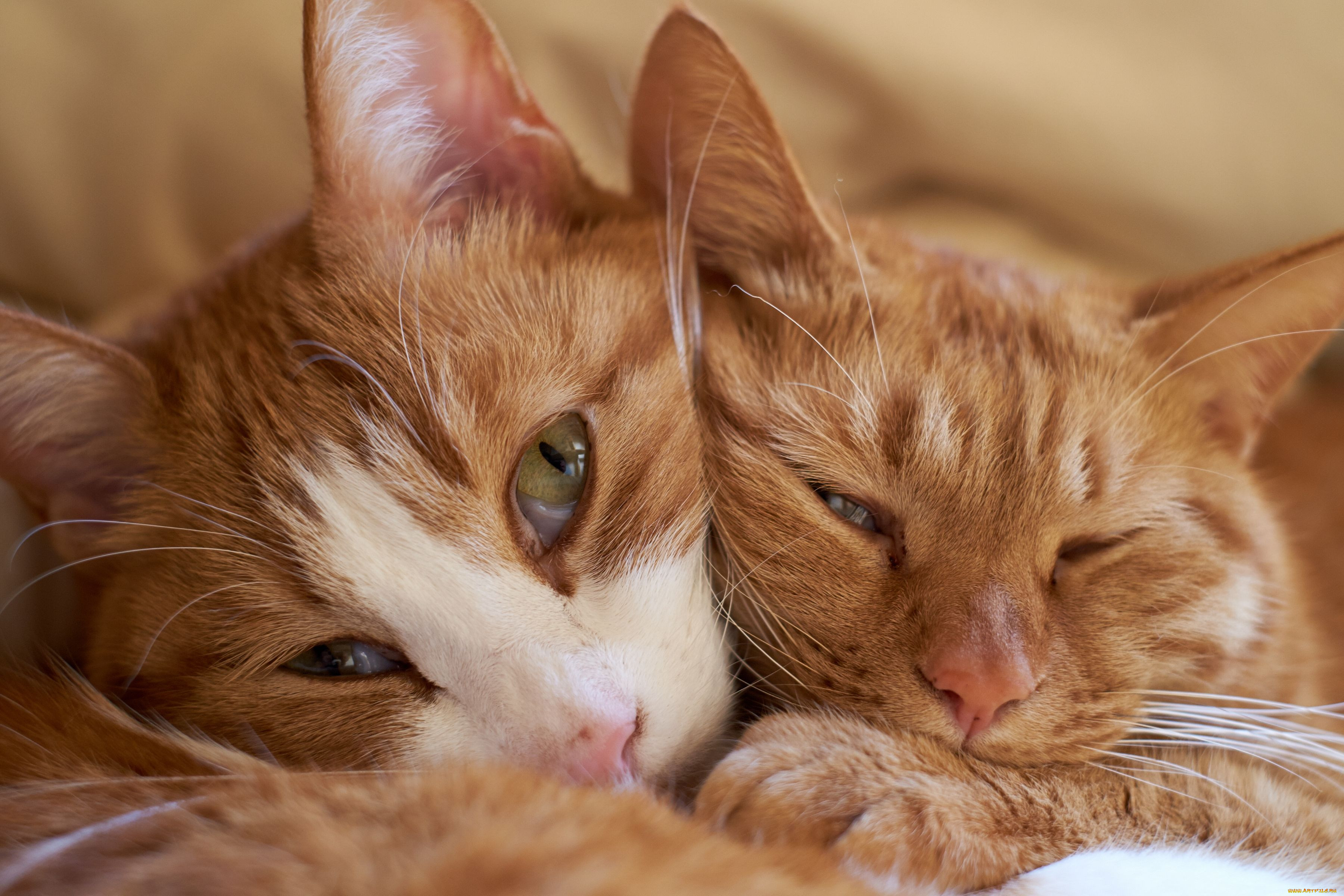 К чему снится кошка женщине замужней ласковая. Рыжие коты. Рыжий котик. Ласковый котик. Два рыжих котика.